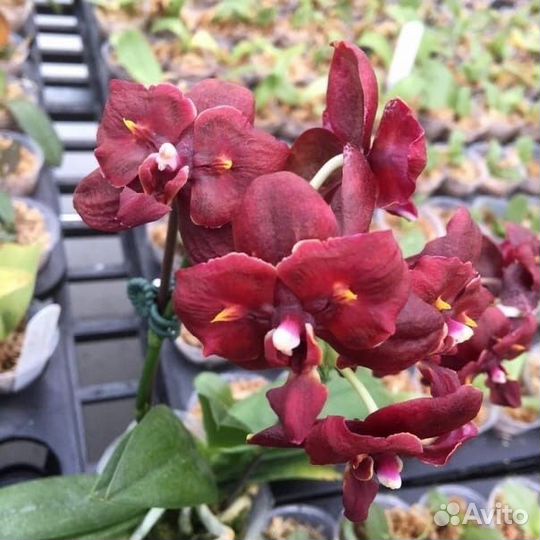 Орхидея Бабочка