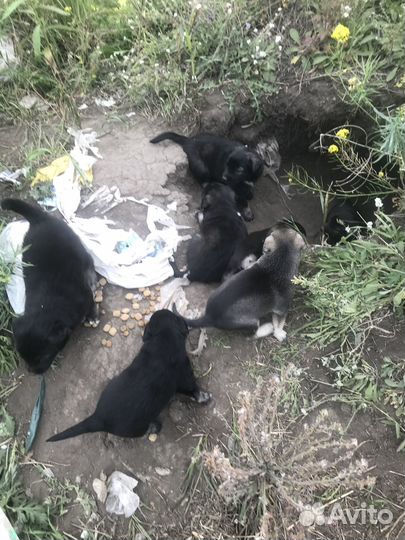 Щенки