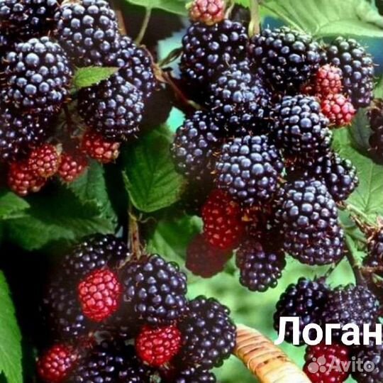 Ежевика (много сортов)