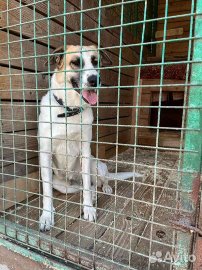 Чудесная добрая девочка Скарлетт