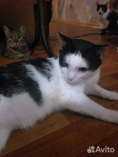 Кот Николас