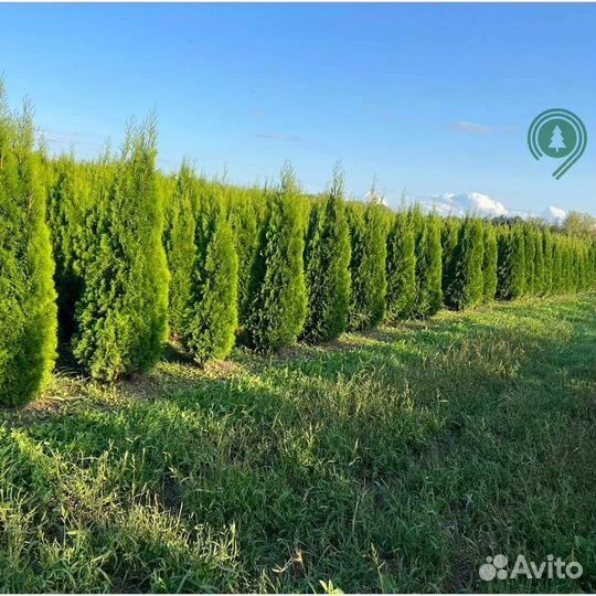 Туя смарагд с доставкой