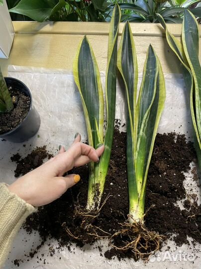 Сансевиерия блэк голд экстрим