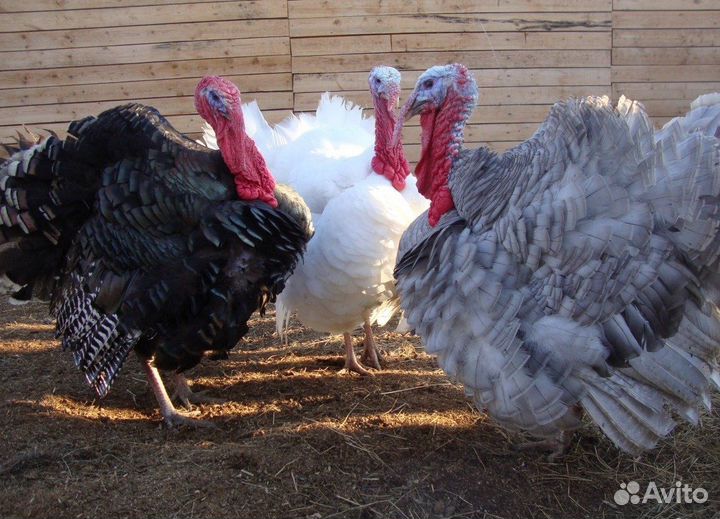 Индюшки годовалые и яйцо