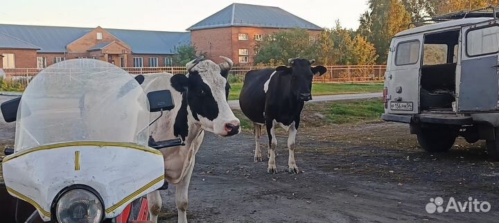 Корова дойная