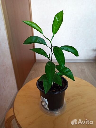 Мандариновое дерево (отросток, черенок)