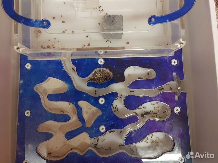 Муравьиная ферма с муравьями