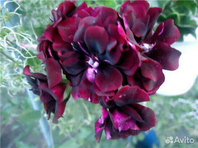 Пеларгония,герань