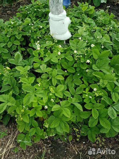 Семена земляники