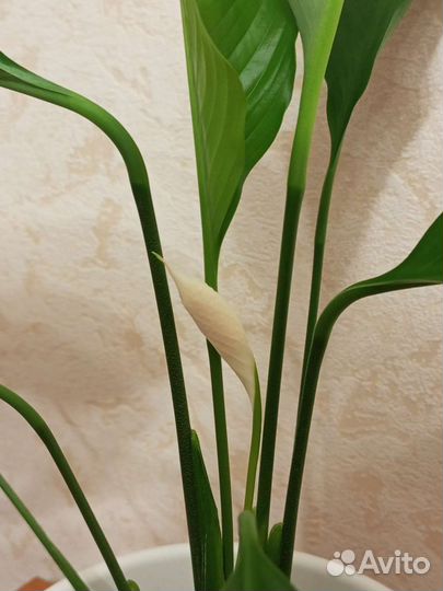 Спатифиллум