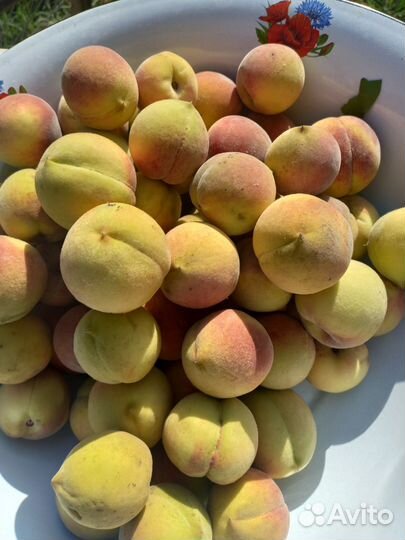 Саженцы персика