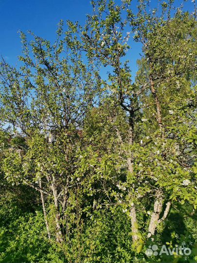 Саженцы сливы