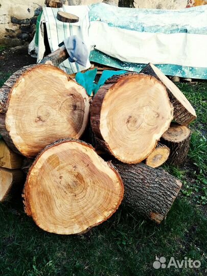Срез дерева спил торцевой