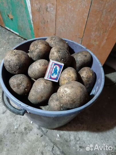Картофель 100 ведер