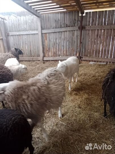 Овцы бараны