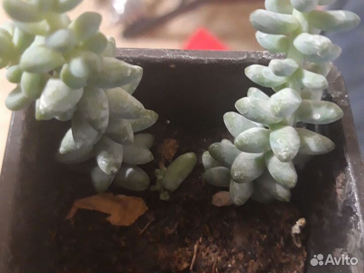 Очиток седум моргана