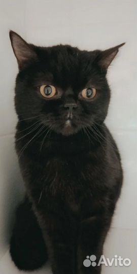 Кошка в дар