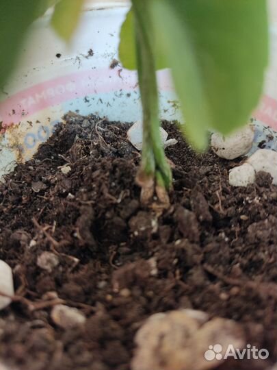 Комнатные растения мандарин из косточки