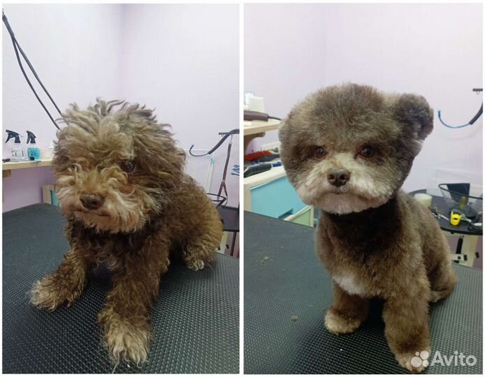 Стрижка и уход за Вашими питомцами