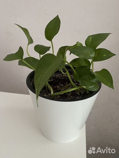 Вьющиеся комнатные растения. Крупномеры