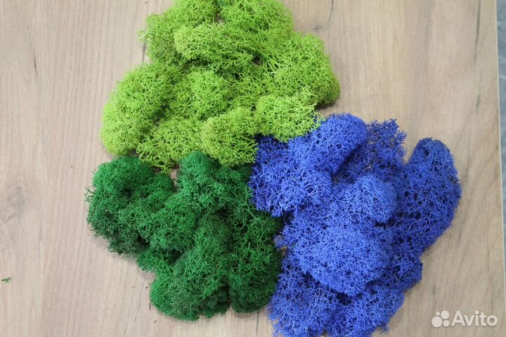 Стабилизированный мох