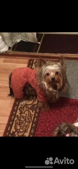 Йоркширский терьер