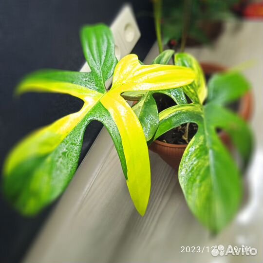Филодендрон magic mask
