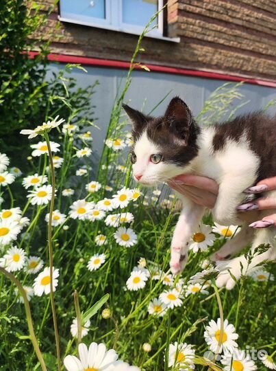 Мальчик котенок 3 месяца бесплатно