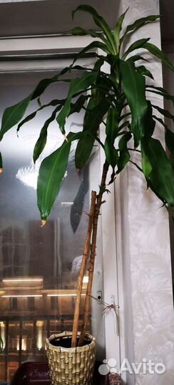 Драцена ароматная 2 и 3 метра
