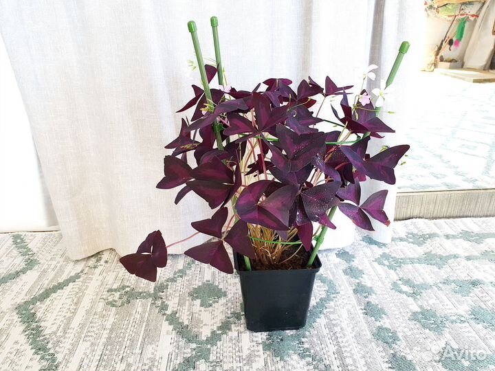 Оксалис фиолетовый кислица комнатное растение