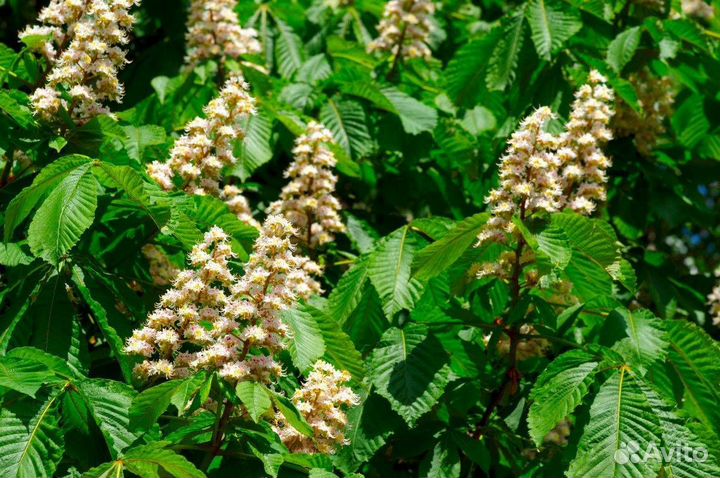 Каштан конский/саженцы