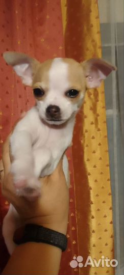 Девочка чихуахуа