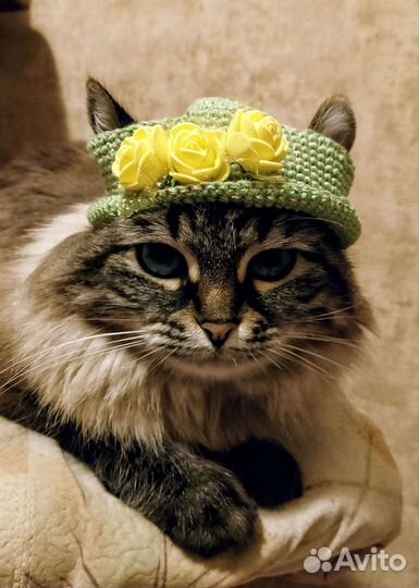 Шляпка для кошки/Аксессуар для фотосессии