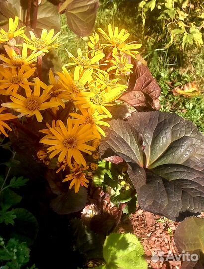 Бузульник зубчатый «Britt-Marie Crawford»