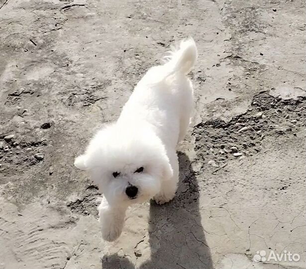 Сладкие бишончики