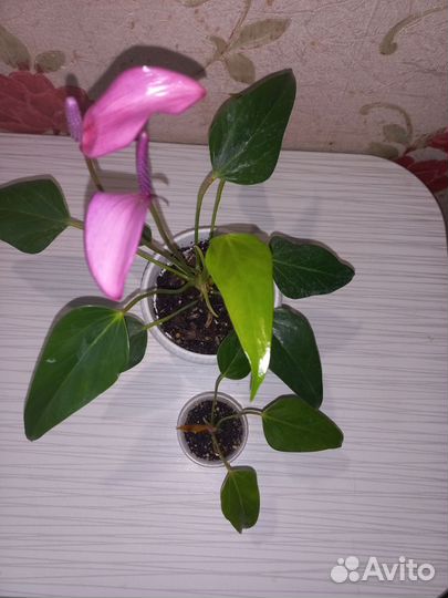 Антуриум зизи