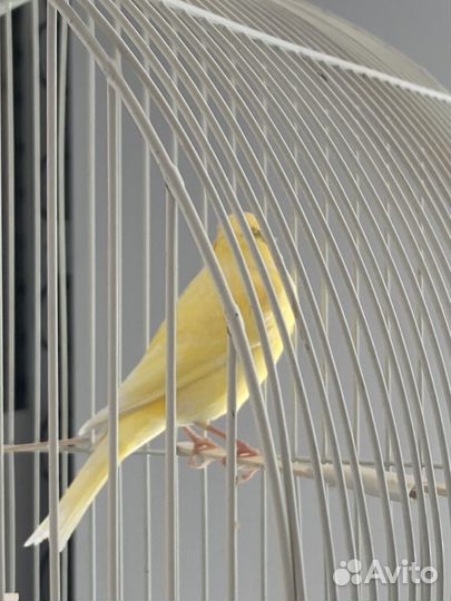 Кенар поющий на все лады