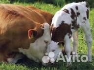 Продаётся молоко коровье натуральное