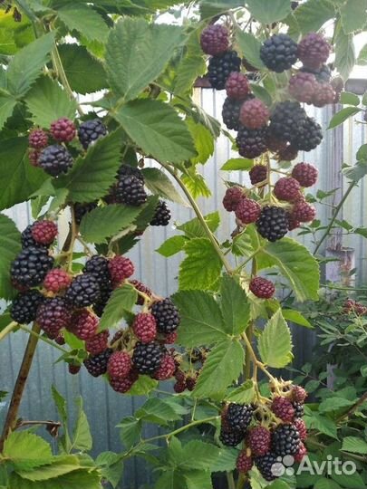 Саженцы ежевики