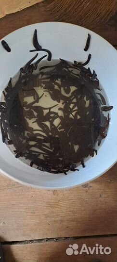 Продажа пиявок