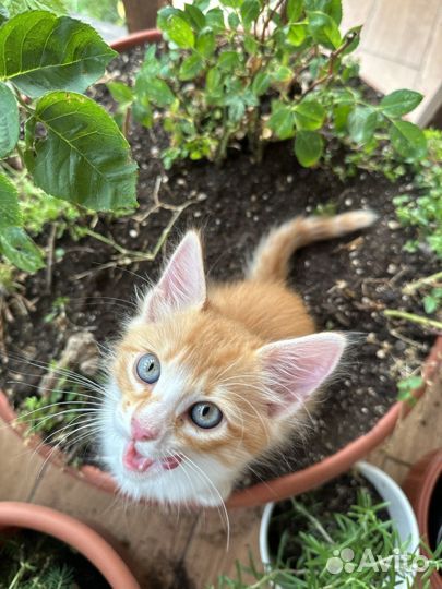 Котята в радость