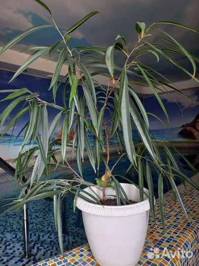 Фикус узколистный