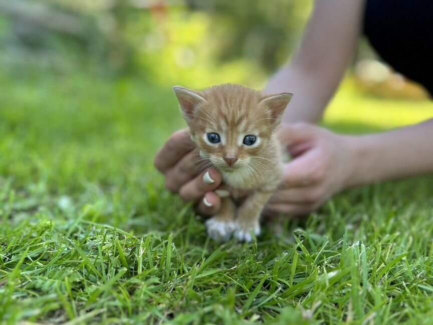 Котята в добрые руки, есть редкие рыжие девочки