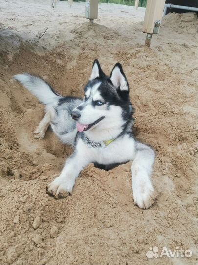 Хаски вязка