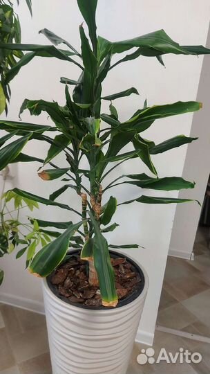 Растения цветы