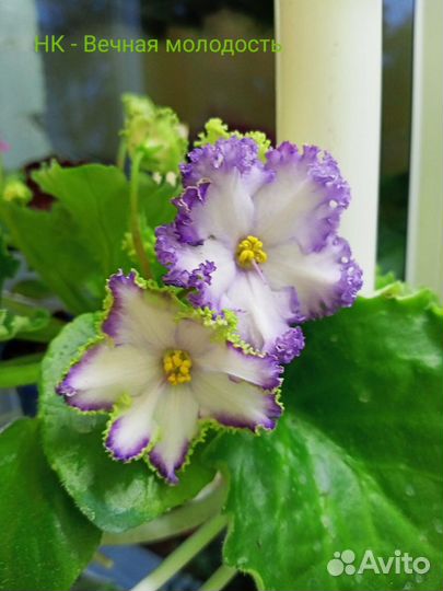 Фиалки(черенки) комнатные