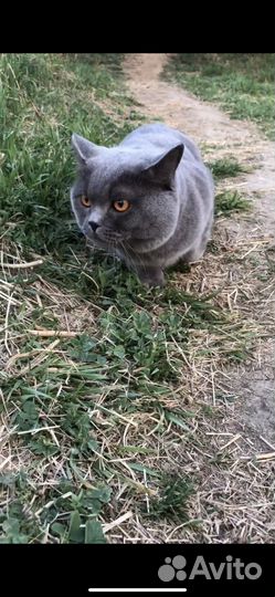 Британский кот вязка