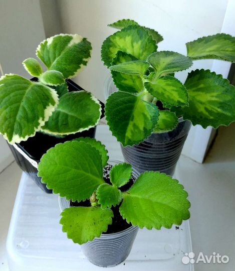 Ароматные растения для дома