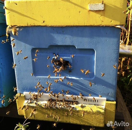 Мёд август 2024