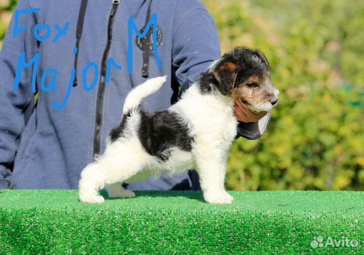 Щенки жесткошерстного фокстерьера